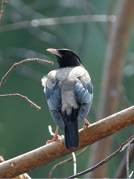 Punakottarainen, Rosy Starling, Sturnus roseus